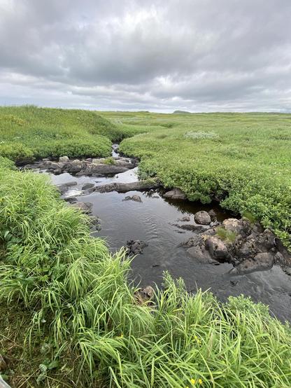 Iron-rich stream running through boggy land. Salmon swim through here.