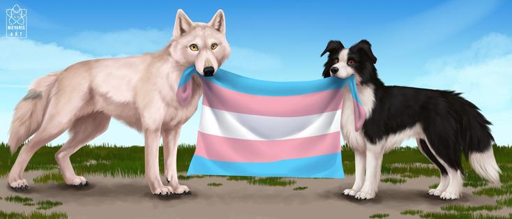 A light brown wolf and a border collie hold a Transgender Pride flag in their mouths, showing it to the viewer. Trans Rights are Human Rights.
