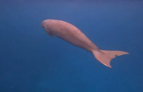 A pink dugong.